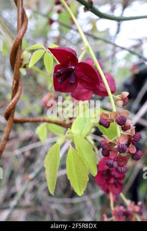 Akebia quinata Chocolate vine – scented purple cup-shaped flowers with thick sepals,  March, England, UK Stock Photo