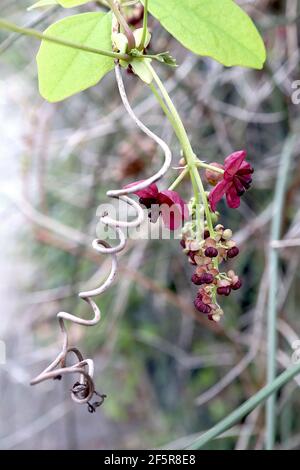 Akebia quinata Chocolate vine – scented purple cup-shaped flowers with thick sepals,  March, England, UK Stock Photo