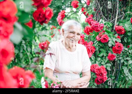 portrait of a charming white-haired old woman sitting on a bench under an arch of wild roses and laughing with a snow-white smile Stock Photo