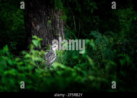 Bush thick-knee (Burhinus grallarius) standing on its long legs amongst green foliage, Kenilworth, Queensland, Australia Stock Photo