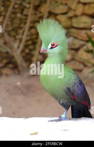 The Guinea turaco (Tauraco persa), also known as the green turaco or green lourie. Stock Photo