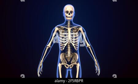 3d illustration of human skeleton anatomy. Stock Photo