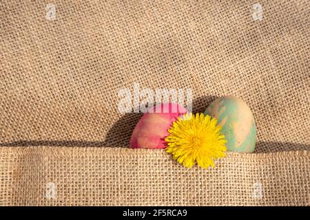 Delicate springtime colours. Fuchsia and light blue colored eggs with a yellow dandelion partially wrapped in a jute fabric. Stock Photo