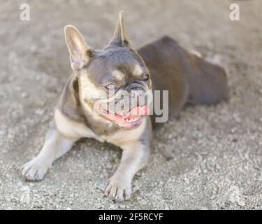 9-Month-Old Blue Tan Female French Bulldog Lying Down on Gravel and Panting. Off-leash dog park in Northern California. Stock Photo