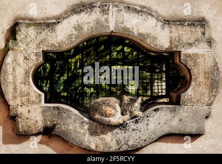 nap time; tabby cat sleeping in a garden window frame. Stock Photo