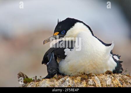 Antarctic shag on the nest, Antarctica Stock Photo