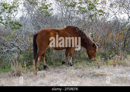 Wild Horses in Assateague National Park, in Maryland, USA Stock Photo
