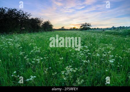 The sun setting over fields of wild flowers bordering the river avon, in Eckington, Worcestershire, England. Stock Photo