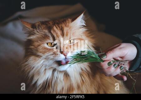 Ginger fluffy cat eating grass Stock Photo