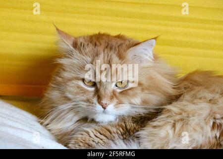 Ginger fluffy cat relaxing at home Stock Photo