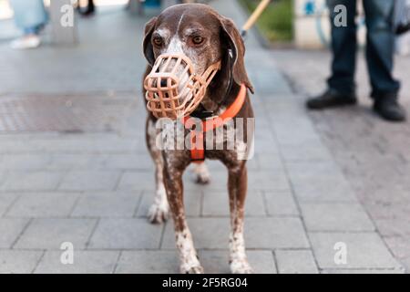 German Shorthaired Pointer dog in muzzle and on leash Stock Photo