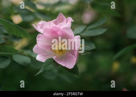 Rosehip bush blooms in the spring garden. A delicate pink flower among green leaves. Macrophotography of spring flowers. Beautiful atmospheric natural Stock Photo