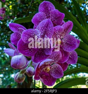 Pink Vanda Orchid. Close up in Anchieta, State of Espirito Santo, Brazil. Stock Photo