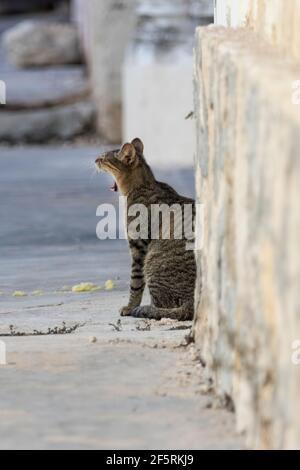 Yawning tabby cat resting in the street in a small Mexican town Stock Photo