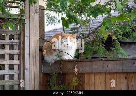 Outdoor cat with gorgeous bright green eyes resting on a neighbour's fence Stock Photo