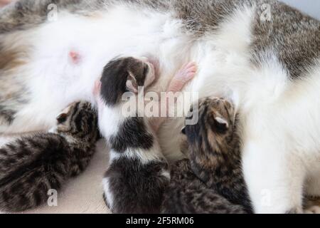 Newborn kittens nursing. Mother is a street cat who took shelter in a friendly vacation house to give birth. Stock Photo