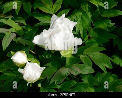 White Fluffy Peonies Budding and Blooming from a Branch of a Peony Tree Stock Photo