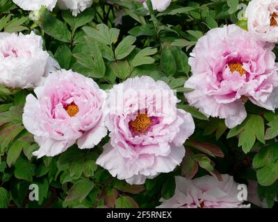 Light Pink Peonies Blooming from a Branch of a Peony Tree in a Garden Stock Photo