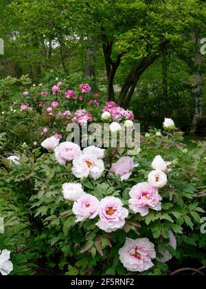 A Variety of Colors in an Enchanted Peonies Garden Stock Photo - Alamy