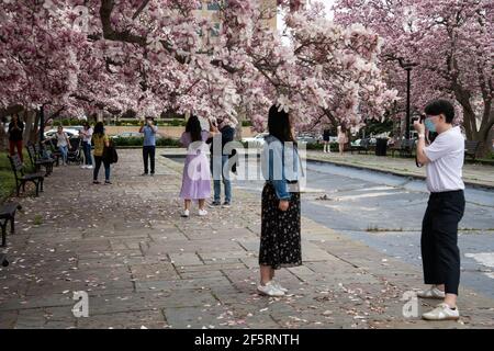 Washington, USA. 27th Mar, 2021. Visitors take pictures with blossoming trees in Rawlins Park, in Washington, DC, on Saturday, March 27, 2021, amid the coronavirus pandemic. Flowering tree blossoms popped around the Washington area on Saturday, as peak cherry blossom bloom around the Tidal Basin was predicted for the coming week. (Graeme Sloan/Sipa USA) Credit: Sipa USA/Alamy Live News Stock Photo