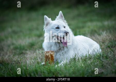 Swiss white shepherd dog in the green grass Stock Photo