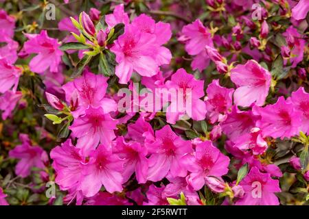 Azalea Bloom in March Stock Photo