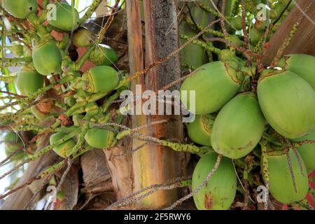 salvador, bahia, brazil - february 4, 2021: coconut bunch is seen on coconut tree in the city of Salvador. Stock Photo