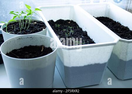 Seedlings in pots on the window. Home growing vegetables and herbs. Home grown sprouts. Stock Photo