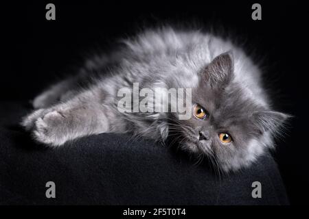 Pretty long haired ragamuffin kitten lying on his side looking directly into camera. Stock Photo