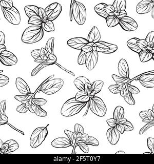 Basil Seamless Pattern. Italian herbs.A sprig of marjoram. Basil is a fragrant and fragrant seasoning. Hand-drawn illustration Stock Vector