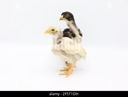 Two little chicks isolated on white background, Hen chicks Stock Photo