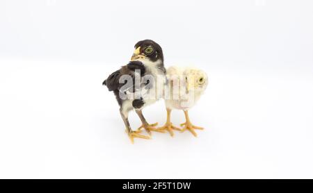Two little chicks isolated on white background, Hen chicks Stock Photo