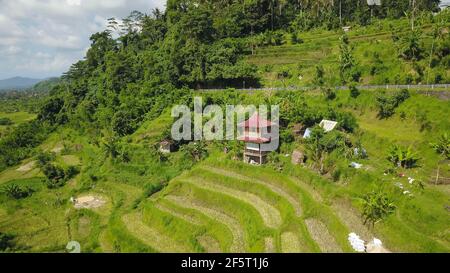Beautiful green rice fields, villas and houses roofs, palms and road top view aerial landscape from the drone, Ubud, Bali, Indonesia Stock Photo
