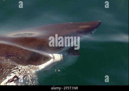 Great White Shark, Carcharodon carcharias, from shark-watching boat, Gansbaai, near Cape Town, South Africa, Africa, Indian Ocean