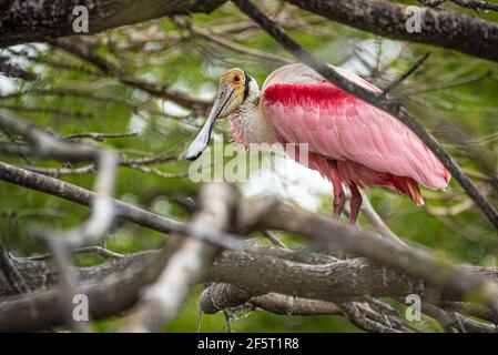 Roseate spoonbill perched on a tree limb in a mixed colony of wading birds in St. Augustine, Florida. (USA) Stock Photo