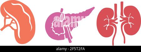 Human internal organs spleen kidneys pancreas vector isolated on white background Stock Vector