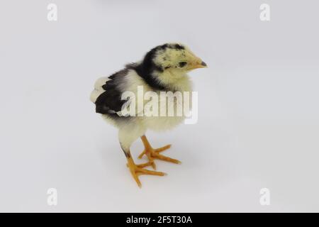 Beautiful black little chick isolated on the white Stock Photo