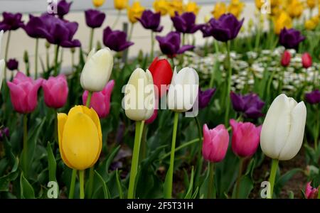 Tulips (Tulipa) form a genus of spring-blooming perennial herbaceous bulbiferous geophytes (having bulbs as storage organs) Stock Photo