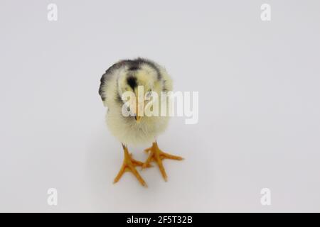 Beautiful black little chick isolated on the white Stock Photo