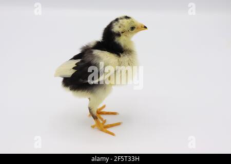 Beautiful black little chick isolated on the white Stock Photo