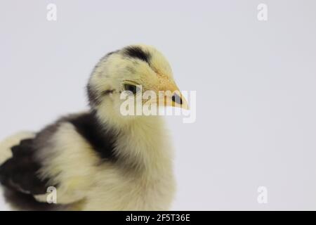 Beautiful black little chick isolated on the white Stock Photo