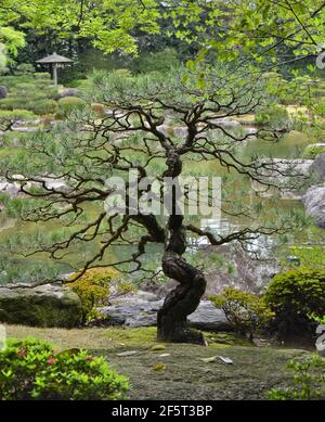 Pine tree at Ohori Park Japanese Garden in Fukuoka city, Japan Stock Photo
