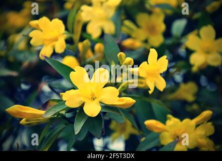 Jasminum humile, the Italian jasmine or yellow jasmine, is a species of flowering plant in the family Oleaceae, Stock Photo
