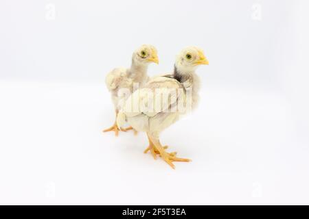 Two little chicks isolated on white background, Hen chicks Stock Photo