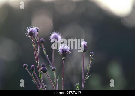 violet flowers of melancholy thistle, Cirsium heterophyllum on blurred nature grey background Stock Photo