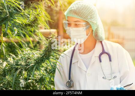 Doctor scientist in Sativa Cannabis plant farm research for safe using THC medications treatment in hospital. Stock Photo