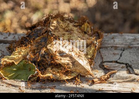 Leaf Weaver Ants Nest from Thai Red Ant for Protecting Queen Ant and Egg. Stock Photo