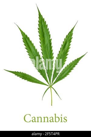 Sativa Cannabis leaf or Marijuana isolated on white background with clipping path. Stock Photo