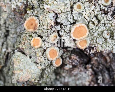 Lichen on a tree bark Stock Photo
