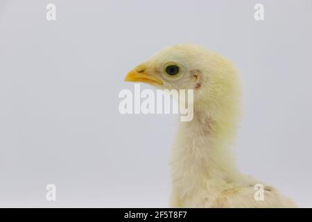 Beautiful little chick isolated on the white Stock Photo